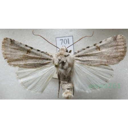 Chersotis margaritacea (de Villers, 1789) Czech70l